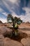 White Pocket Abstract Tree Vermilion Cliffs National Monument Utah