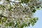 White podranea ricasoliana sparague Queen of sheba-vine flower