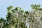 White podranea ricasoliana sparague Queen of sheba-vine flower