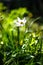 White Poets Narcissus flower against green bokeh background