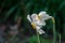 White Poets Narcissus flower Narcissus poeticus, daffodil, pheasant`s eye against dark emerald green bokeh background