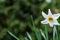 White Poets Narcissus flower Narcissus poeticus, daffodil, pheasant`s eye against green bokeh background