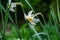 White Poets Narcissus flower Narcissus poeticus, daffodil, pheasant`s eye against green bokeh background