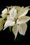 White poinsettia on black background