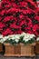 White poinsettia flowers in a wooden planter in full bloom, Christmas flowers, as a holiday background