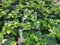 White poinsettias growing in a greenhouse