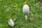 White poison mushroom with white heads among green grass
