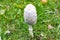 White poison mushroom with white heads among green grass