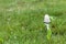 white poisonous mushroom