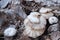 White poisonous mushroom.