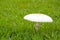 White poisonous mushroom