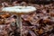 White poisonous mushroom in the forest. Mushroom growing in the forest