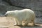 White Polar bear