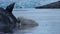 White Polar Bear eats dead whale in water near rocky shore of Svalbard.