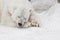 A white polar bear in a fluffy crystal-white skin lying on the snow and sleeping resting, a large predator hiding, merging