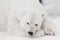 A white polar bear in a fluffy crystal-white skin lying on the snow and sleeping resting, a large predator hiding, merging