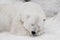 A white polar bear in a fluffy crystal-white skin lying on the snow and sleeping resting, a large predator hiding, merging