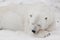 A white polar bear in a fluffy crystal-white skin lying on the snow and sleeping resting, a large predator hiding, merging