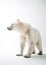 White Polar Bear. Minimalistic Elegance of Arctic Majesty. Generative AI