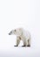 White Polar Bear. Minimalistic Elegance of Arctic Majesty. Generative AI