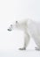 White Polar Bear. Minimalistic Elegance of Arctic Majesty. Generative AI