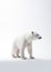 White Polar Bear. Minimalistic Elegance of Arctic Majesty. Generative AI