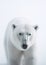 White Polar Bear. Minimalistic Elegance of Arctic Majesty. Generative AI