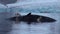 White polar bear near a dead whale in water at the rocky shore of Svalbard.