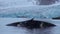 White polar bear near a dead whale in water at the rocky shore of Svalbard.