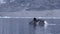 White polar bear near a dead whale in water at the rocky shore of Svalbard.