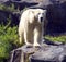 White polar bear is a predator mammal