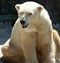 White Polar Bear Sitting