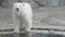 White polar bear walks along the aviary