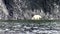 White polar bear walks along rocky shore of Arctic Ocean.