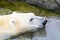 White Polar Bear In Water