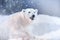 White polar bear in winter during a snowfall. Beautiful background .