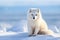 White Polar Fox in Habitat, Winter Landscape