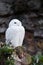 White polar owl sitting on a dark background, a sharp contrast