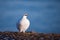 White polar partridge on a sunny winter day in the Svalbard archipelago, Arctic birds