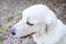 White Polish Tatra Sheepdog