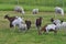 White Polled Heath and Boer goat