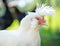 White Polverara chicken portrait on green natural background. Copy space