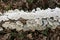 White polypore crust fungus