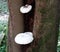 White Polypore Mushrooms Growing on a Magnolia Tre