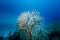 White polyps extended from red branching coral colony with blue sea background