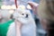 White pomeranian close-up during grooming