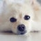 White pomeranian cute dog