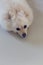 White pomeranian cute dog