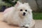 White pomeranian cute dog