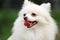 White Pomeranian dog